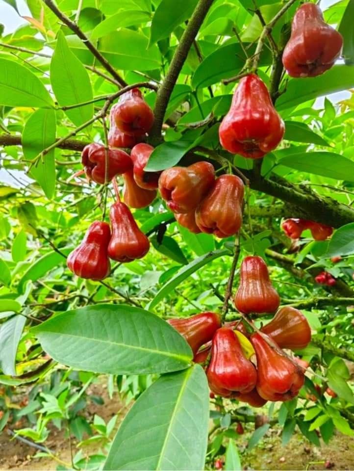 Dagex Consulting farm 13